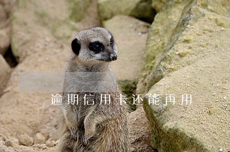 逾期信用卡还能再用 逾期信用卡还能再用