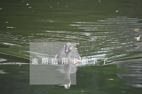 逾期信用卡都下了 逾期信用卡都下了