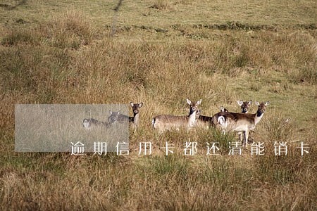 逾期信用卡都还清能销卡吗 逾期信用卡都还清能销卡吗