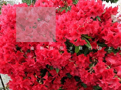 逾期信用卡银行会上门吗 逾期信用卡银行会上门吗