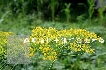 逾期信用卡银行会去村委会 逾期信用卡银行会去村委会