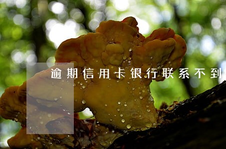 逾期信用卡银行联系不到本人 逾期信用卡银行联系不到本人