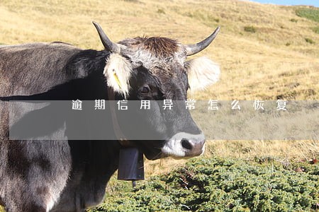 逾期信用异常怎么恢复