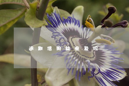 逾期信用能恢复吗