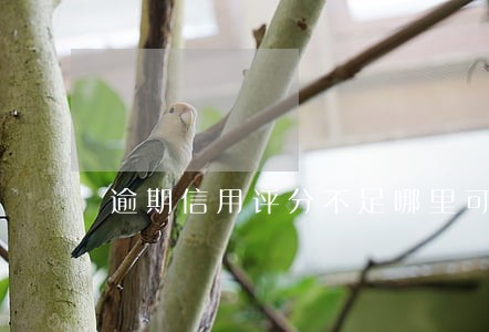 逾期信用评分不足哪里可以借到钱