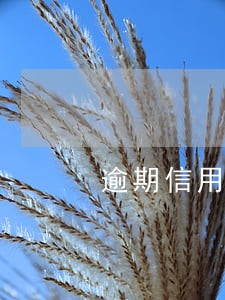 逾期信用贷款可以分期还款吗 逾期信用贷款可以分期还款吗
