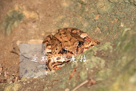 逾期信贷是指