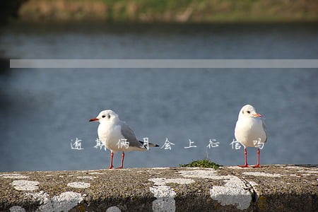 逾期俩月会上征信吗 逾期俩月会上征信吗