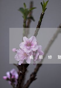 逾期修复后芝麻信用分 逾期修复后芝麻信用分