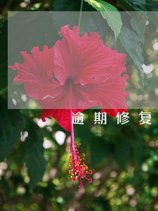 逾期修复成功是什么意思 逾期修复成功是什么意思