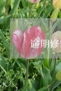 逾期修复是真是假 逾期修复是真是假