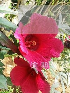 逾期修复资格好友助力有影响吗 逾期修复资格好友助力有影响吗