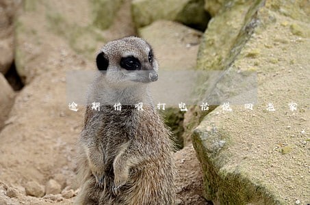 逾期借呗打电话说回老家找人吗 逾期借呗打电话说回老家找人吗