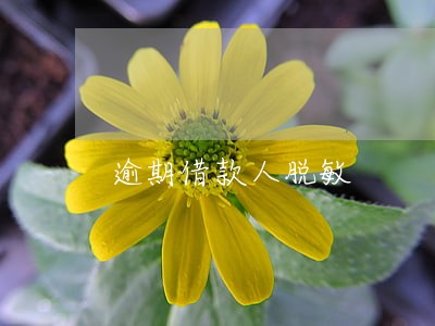 逾期借款人脱敏 逾期借款人脱敏