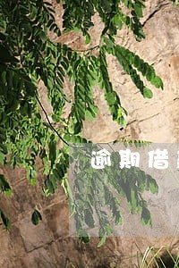 逾期借款催缴 逾期借款催缴