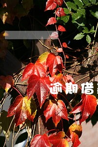 逾期借款催缴后怎么办 逾期借款催缴后怎么办