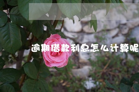 逾期借款利息怎么计算呢 逾期借款利息怎么计算呢