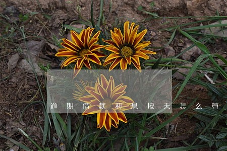 逾期借款利息按天怎么算 逾期借款利息按天怎么算