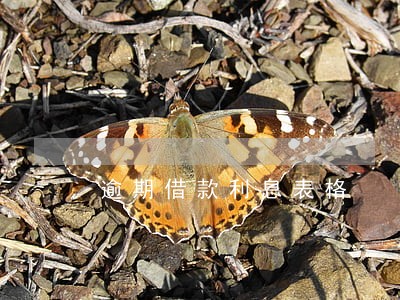 逾期借款利息表格 逾期借款利息表格
