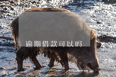 逾期借款可以吗