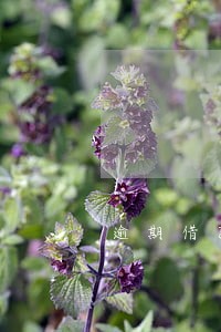 逾期借款吗 逾期借款吗