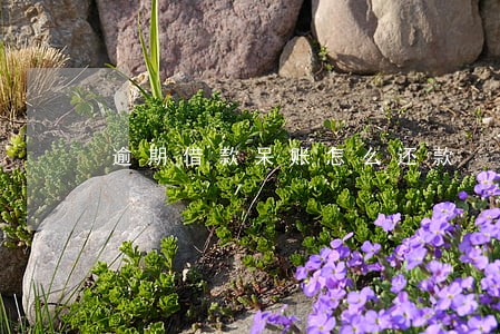 逾期借款呆账怎么还款 逾期借款呆账怎么还款