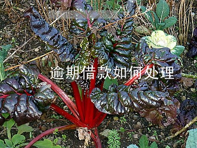 逾期借款如何处理 逾期借款如何处理