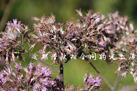 逾期借款按合同约定上浮 逾期借款按合同约定上浮