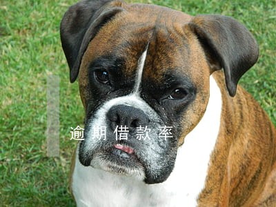 逾期借款率 逾期借款率