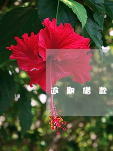 逾期借款的诉讼时效 逾期借款的诉讼时效