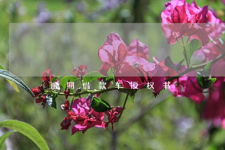 逾期借款车授权书 逾期借款车授权书
