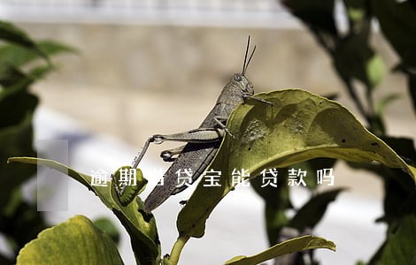 逾期借贷宝能贷款吗 逾期借贷宝能贷款吗