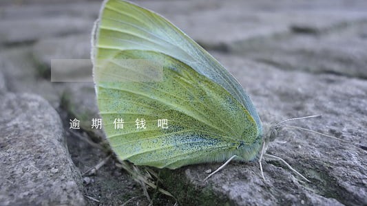 逾期借钱吧 逾期借钱吧