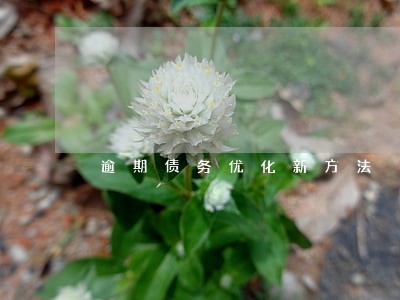 逾期债务优化新方法 逾期债务优化新方法