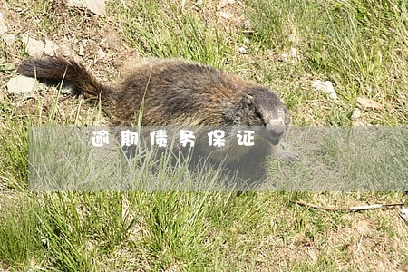 逾期债务保证 逾期债务保证
