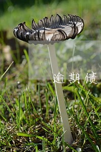 逾期债务利息的执行 逾期债务利息的执行