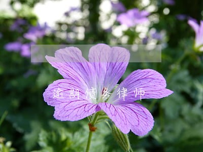 逾期债务律师 逾期债务律师