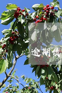 逾期债务有钱后如何还款 逾期债务有钱后如何还款