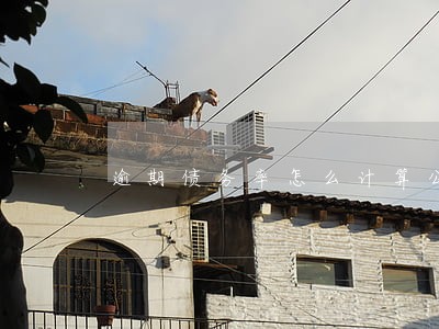 逾期债务率怎么计算公式 逾期债务率怎么计算公式