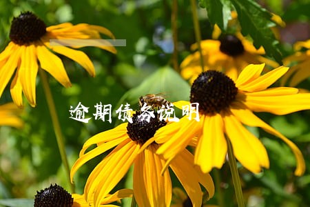 逾期债务说明 逾期债务说明