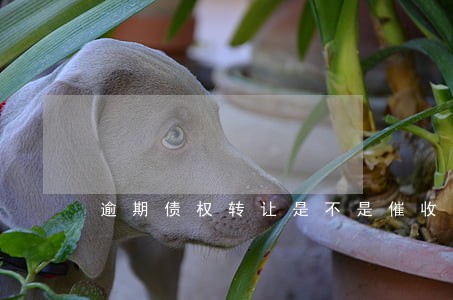 逾期债权转让是不是催收更厉害 逾期债权转让是不是催收更厉害