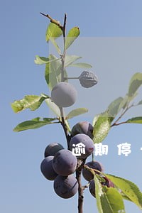 逾期停卡无法恢复 逾期停卡无法恢复