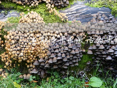 逾期停卡未激活的卡能用吗 逾期停卡未激活的卡能用吗