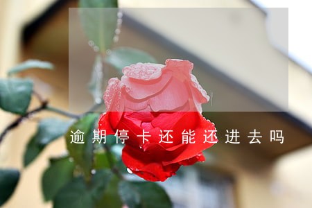 逾期停卡还能还进去吗 逾期停卡还能还进去吗