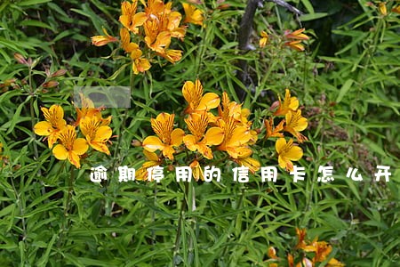 逾期停用的信用卡怎么开 逾期停用的信用卡怎么开