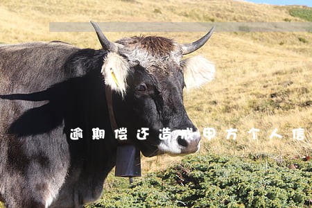 逾期偿还造成甲方个人信用