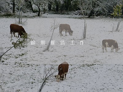 逾期催债工作