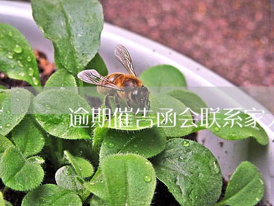 逾期催告函会联系家人吗 逾期催告函会联系家人吗