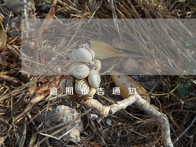 逾期催告通知 逾期催告通知