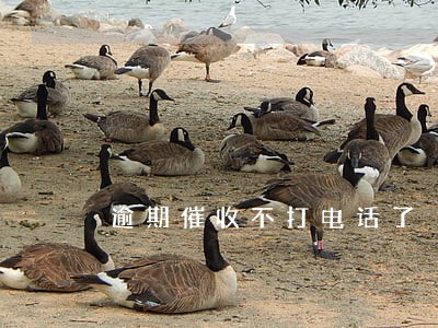 逾期催收不打电话了 逾期催收不打电话了